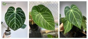 Anthurium Magnificum: Đặc Điểm, Cách Trồng Và Chăm Sóc 57 Anthurium Magnificum