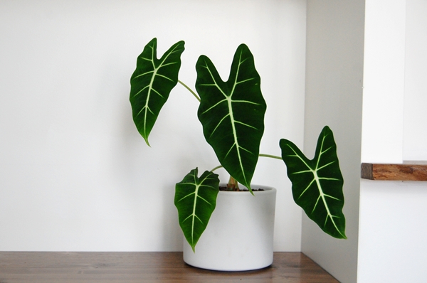 Alocasia là gì? 12+ loại Alocasia phổ biến & Cách chăm sóc 3 Alocasia Frydek