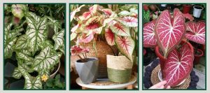 Caladium (Môn Cảnh) 19 Caladium