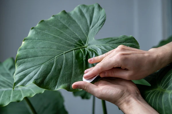 Alocasia là gì? 12+ loại Alocasia phổ biến & Cách chăm sóc 15 Chăm sóc Alocasia