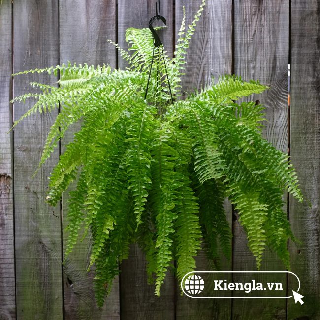 Dương xỉ Boston (Nephrolepis exaltata 'Bostoniensis') 2 Dương xỉ Boston 01