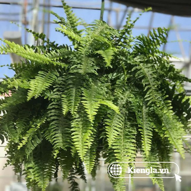Dương xỉ Boston (Nephrolepis exaltata 'Bostoniensis') 4 Dương xỉ Boston 03