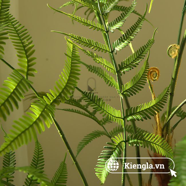 Dương xỉ Boston (Nephrolepis exaltata 'Bostoniensis') 5 Dương xỉ Boston 04