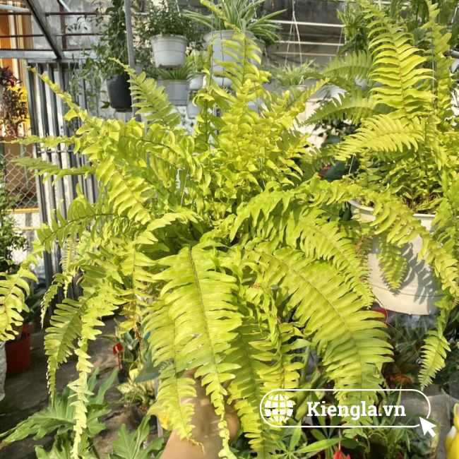 Dương xỉ Boston (Nephrolepis exaltata 'Bostoniensis') 6 Dương xỉ Boston 05