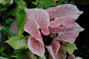 Cây Môn Caladium Thai Beauty: Đặc Điểm, Ý Nghĩa, Chăm Sóc 14 Caladium Thai Beauty