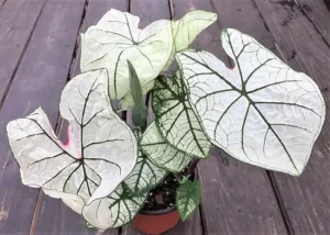 Cây Môn Caladium Candidum Junior: Đặc Điểm, Ý Nghĩa, Chăm Sóc 15 Cây Caladium Candidum Junior