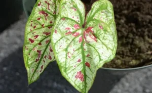 Cây Môn Caladium Strawberry Star: Đặc Điểm, Ý Nghĩa, Chăm Sóc 16 Cây Caladium Strawberry Star