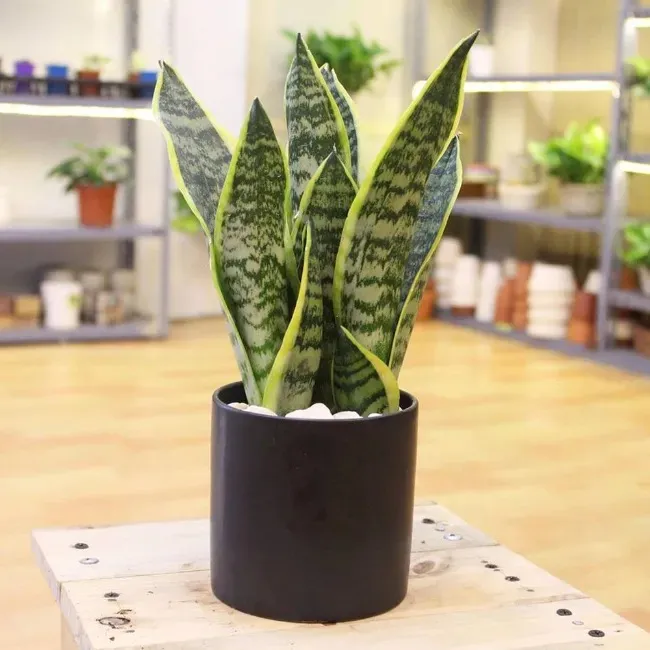 Cây Lưỡi Hổ – Đặc Điểm, Phân Loại, Ý Nghĩa Và Cách Trồng 6 Cây lưỡi hổ hợp tuổi gì