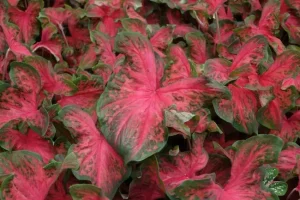 Cây Môn Caladium Red Flash: Đặc Điểm, Ý Nghĩa, Cách Chăm Sóc 17 Cây môn Caladium Red Flash