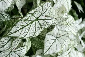Cây Môn Caladium White Christmas: Đặc Điểm, Ý Nghĩa, Chăm Sóc 18 Cây môn Caladium White Christmas