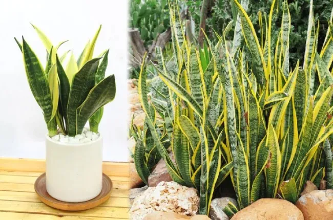 Cây Lưỡi Hổ – Đặc Điểm, Phân Loại, Ý Nghĩa Và Cách Trồng 1 Giới thiệu cây lưỡi hổ