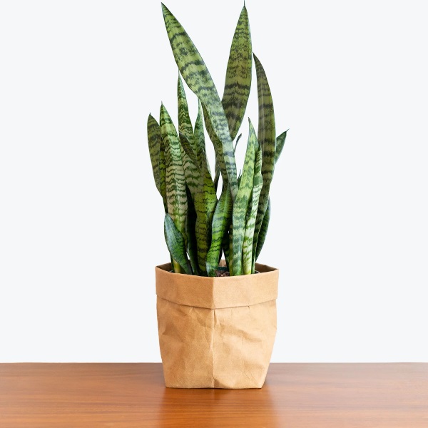 Lưỡi Hổ Xanh (Sansevieria Zeylanica): Giá Bán, Đặc Điểm & Cách Chăm Sóc 1 Lưỡi hổ xanh 1