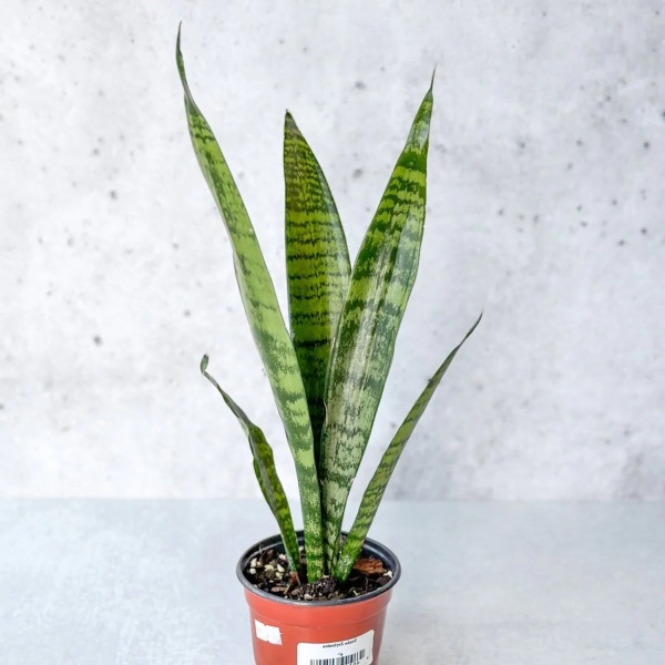 Lưỡi Hổ Xanh (Sansevieria Zeylanica): Giá Bán, Đặc Điểm & Cách Chăm Sóc 2 Lưỡi hổ xanh 2