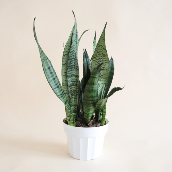 Lưỡi Hổ Xanh (Sansevieria Zeylanica): Giá Bán, Đặc Điểm & Cách Chăm Sóc 3 Lưỡi hổ xanh 3