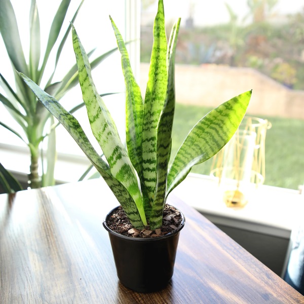 Lưỡi Hổ Xanh (Sansevieria Zeylanica): Giá Bán, Đặc Điểm & Cách Chăm Sóc 4 Lưỡi hổ xanh 4