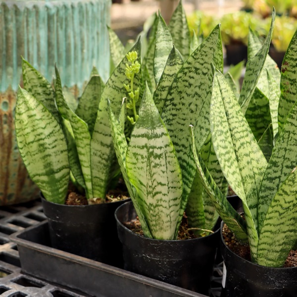 Lưỡi Hổ Xanh (Sansevieria Zeylanica): Giá Bán, Đặc Điểm & Cách Chăm Sóc 5 Lưỡi hổ xanh 5