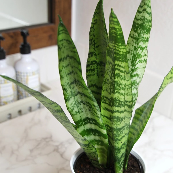 Lưỡi Hổ Xanh (Sansevieria Zeylanica): Giá Bán, Đặc Điểm & Cách Chăm Sóc 6 Lưỡi hổ xanh 6