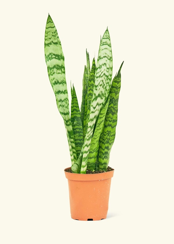 Lưỡi Hổ Xanh (Sansevieria Zeylanica): Giá Bán, Đặc Điểm & Cách Chăm Sóc 7 Lưỡi hổ xanh 7
