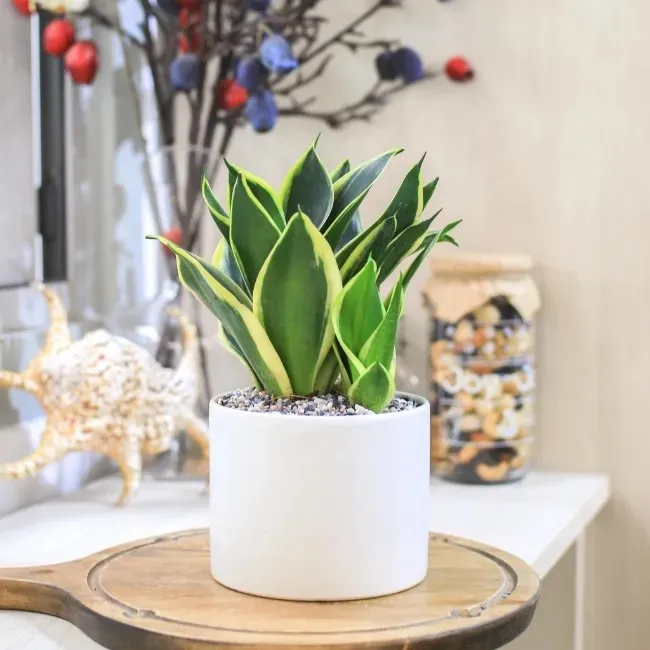 Cây Lưỡi Hổ – Đặc Điểm, Phân Loại, Ý Nghĩa Và Cách Trồng 5 Ý nghĩa của cây lưỡi hổ