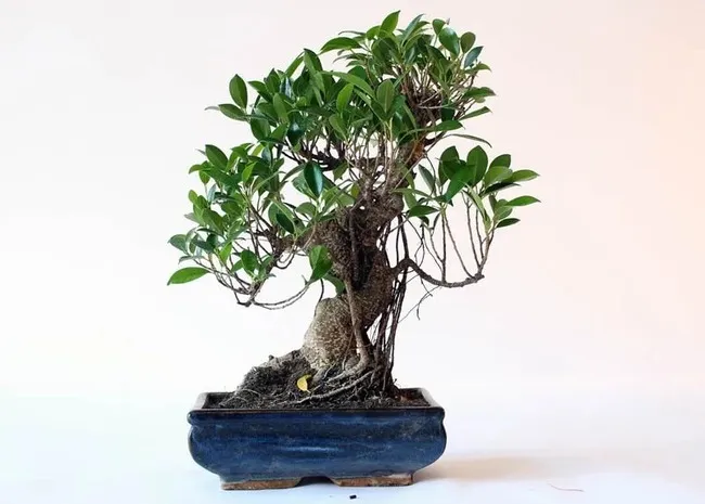 Ficus là gì? Các loại Ficus kiểng phổ biến hiện nay 2 Ficus benjamina (Sung, Gừa)