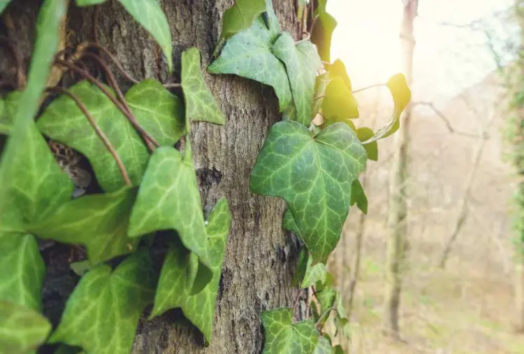 Cây thường xuân | Đặc Điểm, Ý Nghĩa Và Cách Chăm Sóc 2 Cây thường xuân 02