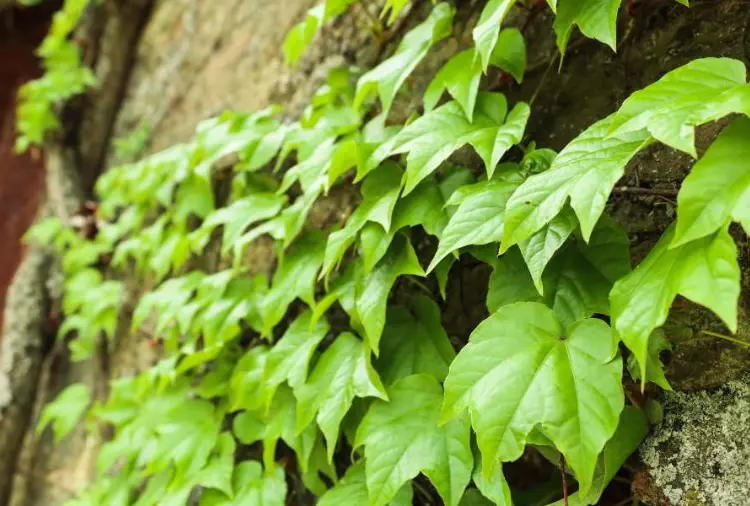 Cây thường xuân | Đặc Điểm, Ý Nghĩa Và Cách Chăm Sóc 3 Cây thường xuân 03