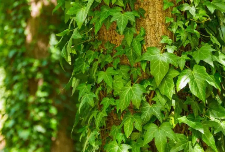 Cây thường xuân | Đặc Điểm, Ý Nghĩa Và Cách Chăm Sóc 4 Cây thường xuân 04