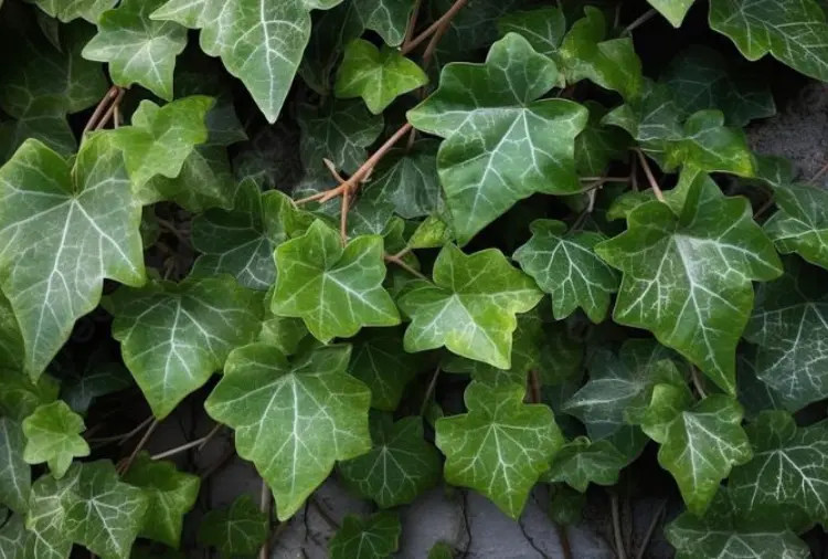 Cây thường xuân | Đặc Điểm, Ý Nghĩa Và Cách Chăm Sóc 6 Cây thường xuân 06