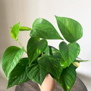 Trầu bà (Epipremnum, Pothos): Đặc điểm, phân loại, ý nghĩa phong thủy và cách chăm sóc 52 Cây trầu bà