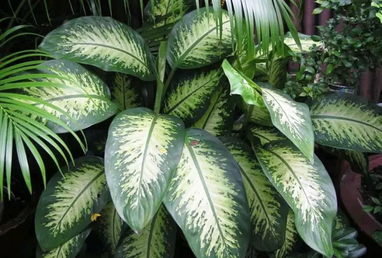 Cây vạn niên thanh | Đặc Điểm, Ý Nghĩa & Cách Chăm Sóc 3 Cây vạn niên thanh 03