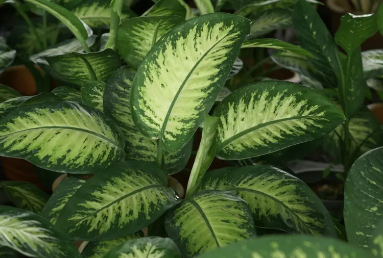 Cây vạn niên thanh | Đặc Điểm, Ý Nghĩa & Cách Chăm Sóc 4 Cây vạn niên thanh 04