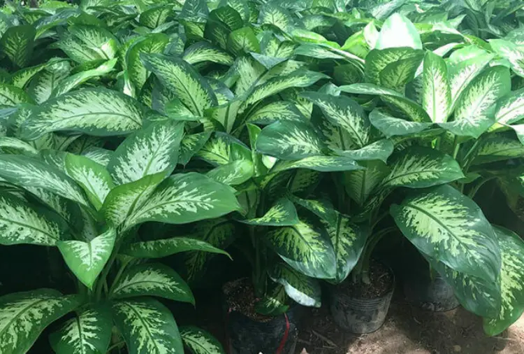 Cây vạn niên thanh | Đặc Điểm, Ý Nghĩa & Cách Chăm Sóc 6 Cây vạn niên thanh 06