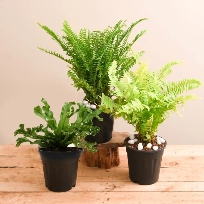 Đặc Điểm Của Cây Dương Xỉ | Hình Thái, Sinh Sản & Vai Trò 1 Dương Xỉ (Ferns)