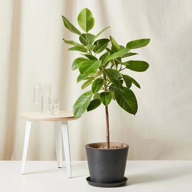 Ficus là gì? Các loại Ficus kiểng phổ biến hiện nay 7 Ficus Altissima (Cây đa búp vàng)