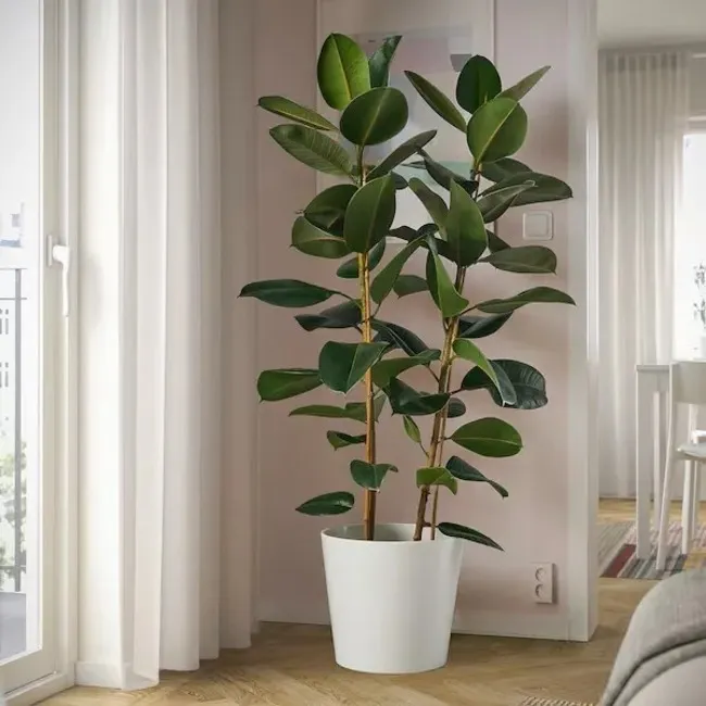 Ficus là gì? Các loại Ficus kiểng phổ biến hiện nay 4 Ficus elastica (Đa búp đỏ, Đa Ấn Độ)