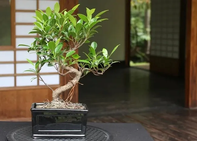 Ficus là gì? Các loại Ficus kiểng phổ biến hiện nay 1 Ficus là gì