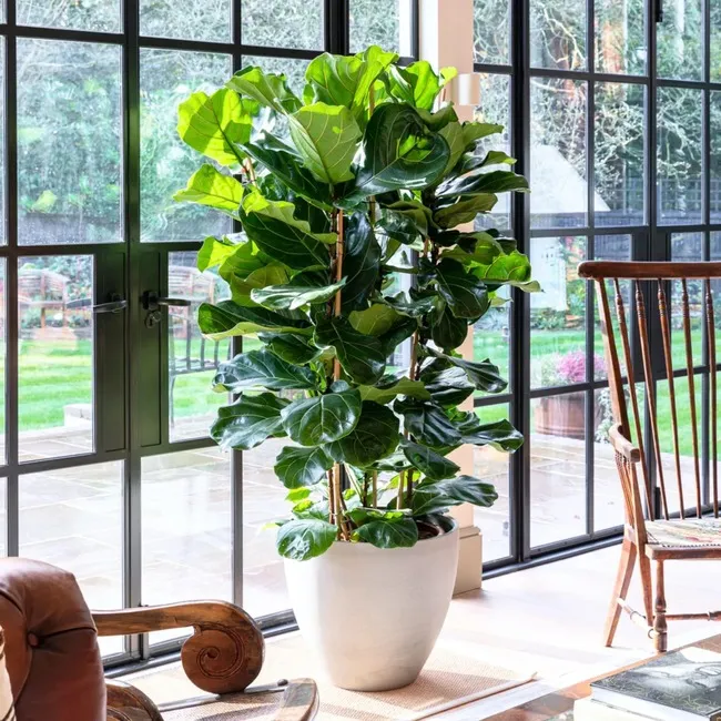 Ficus là gì? Các loại Ficus kiểng phổ biến hiện nay 5 Ficus lyrata (Sung tỳ bà)