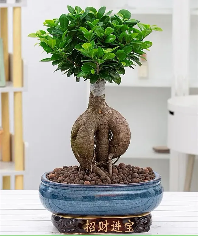 Ficus là gì? Các loại Ficus kiểng phổ biến hiện nay 3 Ficus microcarpa (Si, Gừa)