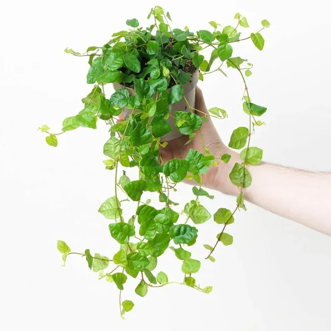 Ficus là gì? Các loại Ficus kiểng phổ biến hiện nay 6 Ficus pumila (Trâu cổ, Xộp)