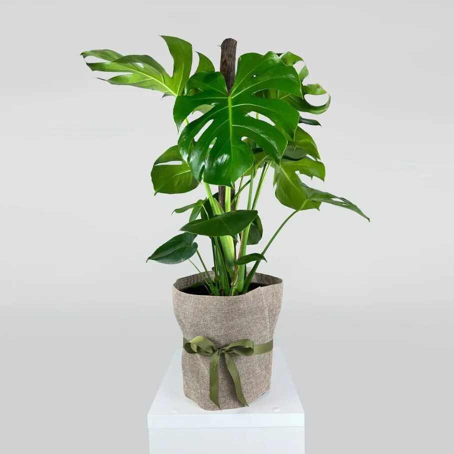 Monstera Deliciosa (Trầu Bà Lá Xẻ): Giá Bán, Đặc Điểm & Cách Chăm Sóc 9 Monstera deliciosa