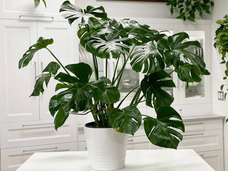 Monstera Deliciosa (Trầu Bà Lá Xẻ): Giá Bán, Đặc Điểm & Cách Chăm Sóc 12 Monstera deliciosa