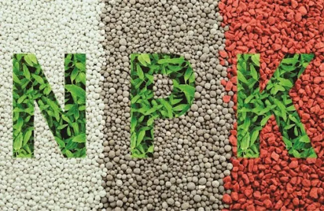 Phân bón hữu cơ là gì? Phân loại, Tác dụng và Cách sử dụng hiệu quả 6 Phân bón NPK là gì