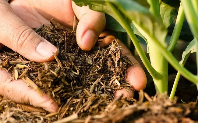 Phân Bón Là Gì? Vai Trò, Phân Loại & Cách Sử Dụng Phân Bón Hiệu Quả 1 Phân bón là gì