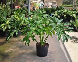 Trầu bà thanh xuân | Đặc điểm, Ý nghĩa, Cách trồng và chăm sóc 46 Trầu bà thanh xuân