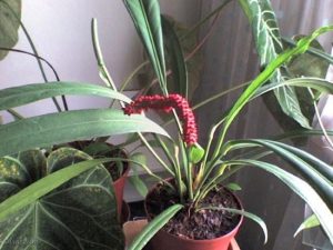 Anthurium bakeri | Đặc điểm, giá bán và cách chăm sóc 20 Anthurium bakeri