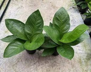 Anthurium jenmanii | Đặc điểm, giá bán và cách chăm sóc 27 Anthurium jenmanii