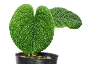 Anthurium splendidum | Đặc điểm, giá bán và cách chăm sóc 34 Anthurium splendidum