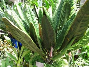 Anthurium superbum | Đặc điểm, cách trồng và chăm sóc 41 Anthurium superbum