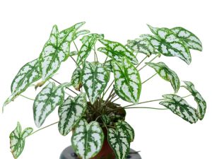 Caladium humboldtii | Đặc điểm, cách trồng và chăm sóc 8 Caladium humboldtii