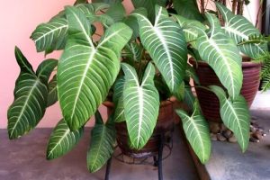 Caladium lindenii | Đặc điểm, cách trồng và chăm sóc 1 Caladium lindenii